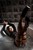wetlook wet dress pantyhose harness wetfoto